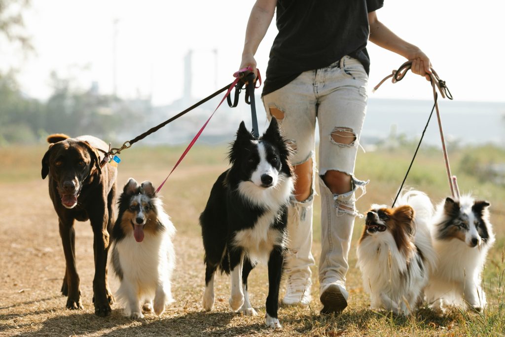 espacios pet friendly en el campo