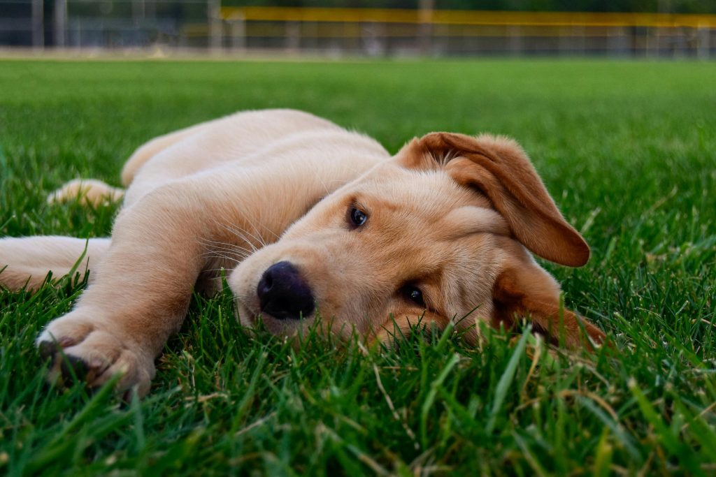 beneficios psicológicos para mascotas