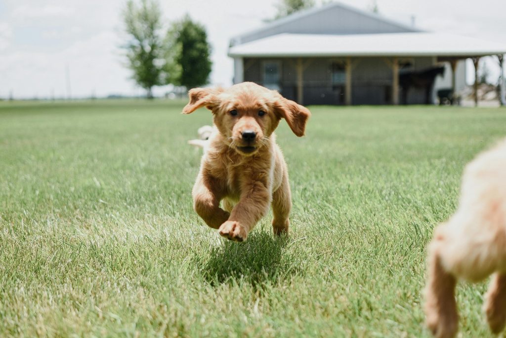 por qué una casa de campo es ideal para mascotas