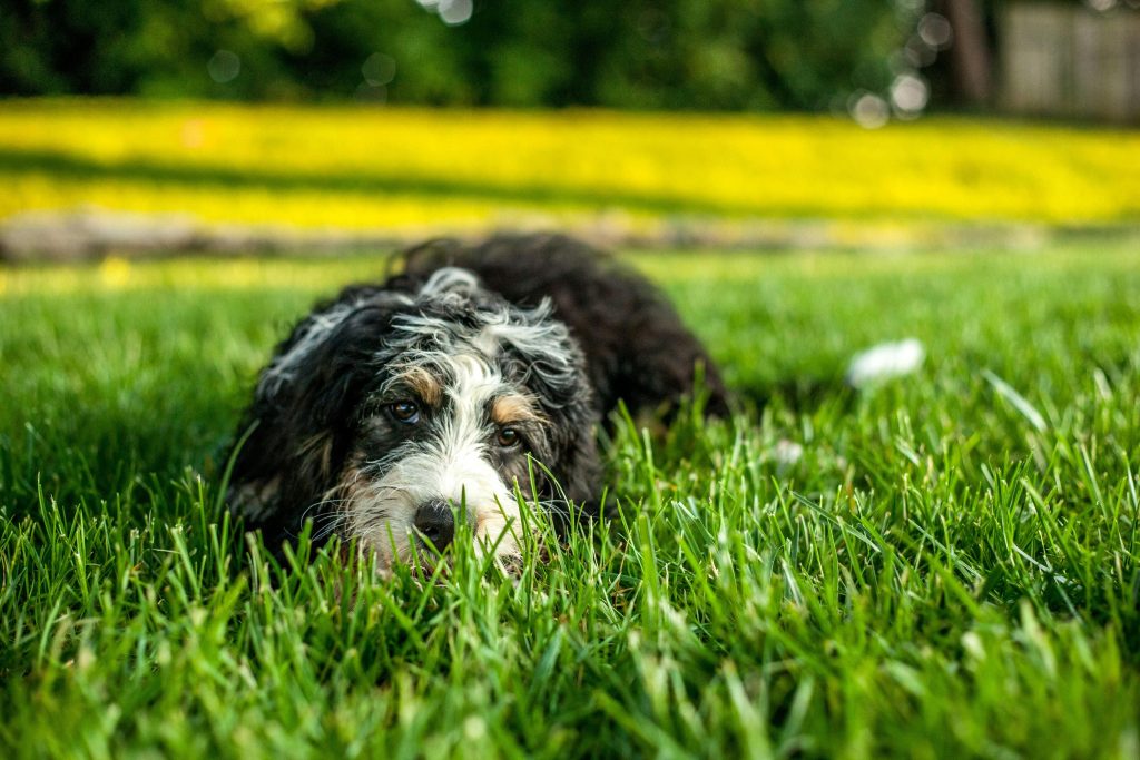 mejor lugar para vivir con mascotas en Perú