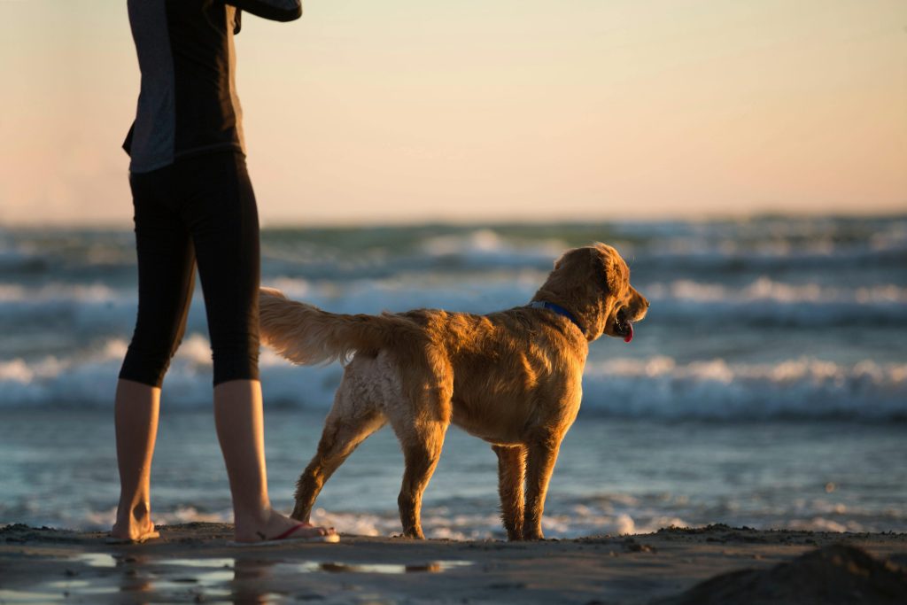 beneficios de una casa de campo para perros